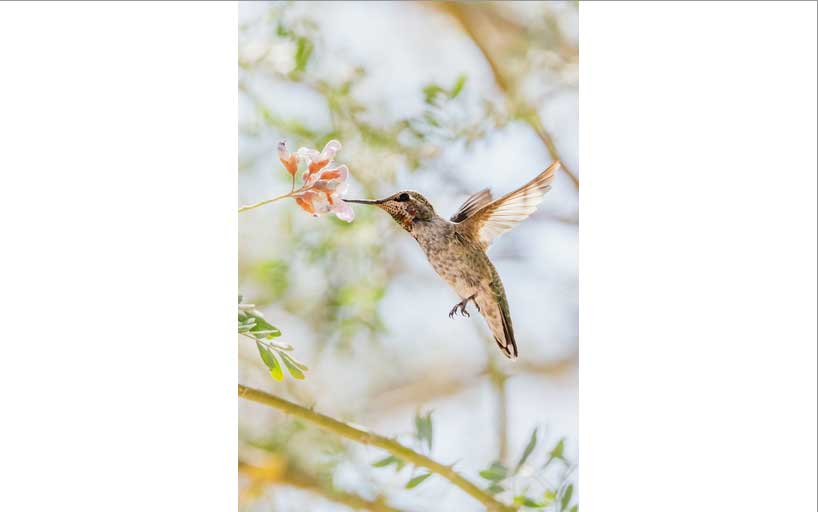 An Anna's Hummingbird with its beak in a flower. The whole image is contained in the element.