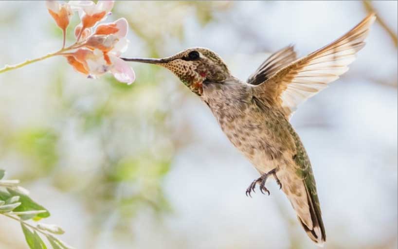 An Anna’s Hummingbird with its beak in a flower. The image fills the whole element, with some content cut off at the top and bottom.