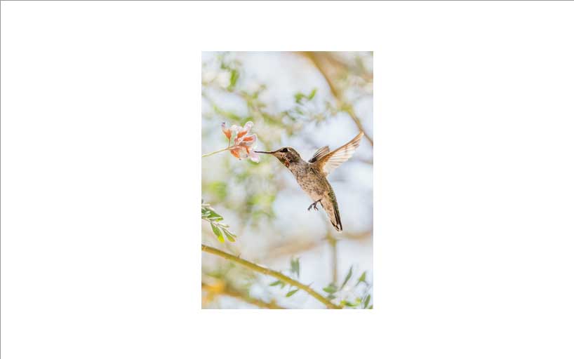 An Anna’s Hummingbird with its beak in a flower. The image is centered within the element.