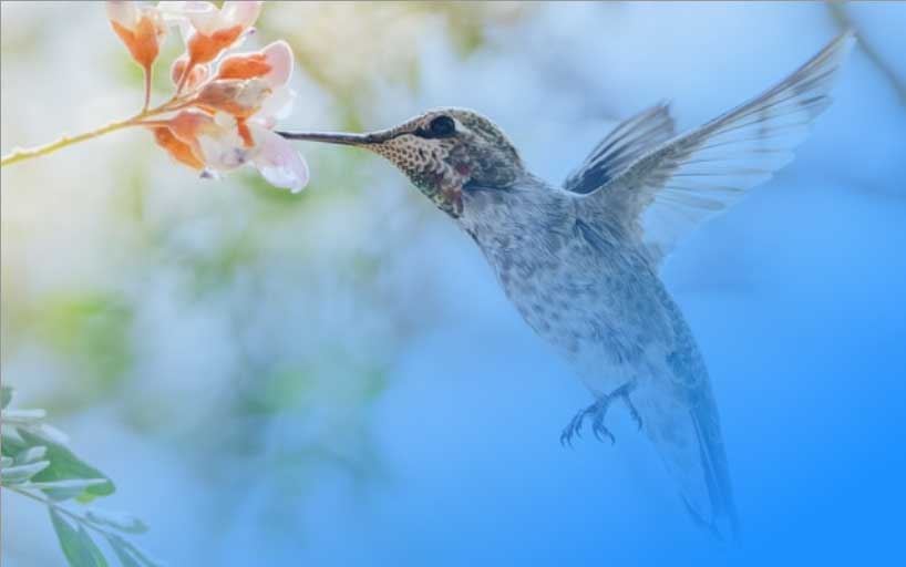 An Anna’s Hummingbird with its beak in a flower with a gradient fade to blue.