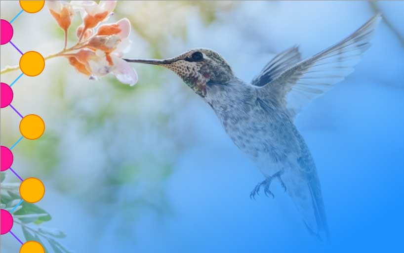 An Anna's Hummingbird with its beak in a flower with a gradient fade to blue, with a repeating pattern along the left side of the image consisting of orange and pink circles connected by blue and purple lines on a white background.