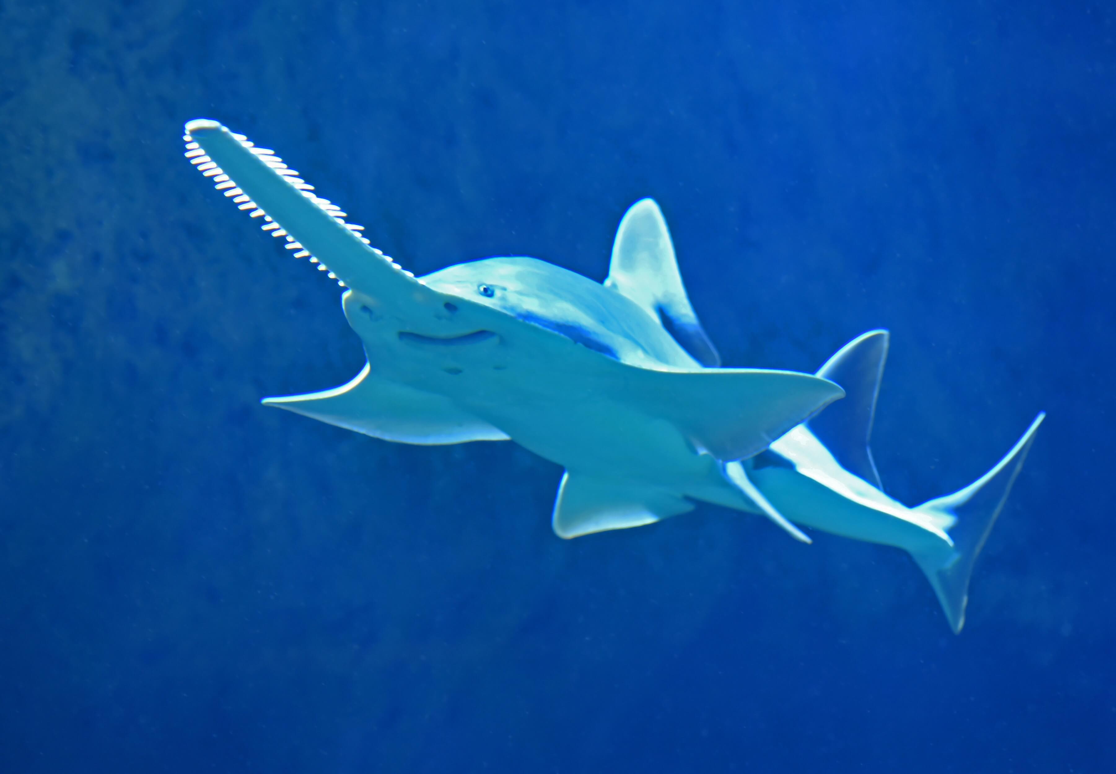 sawshark